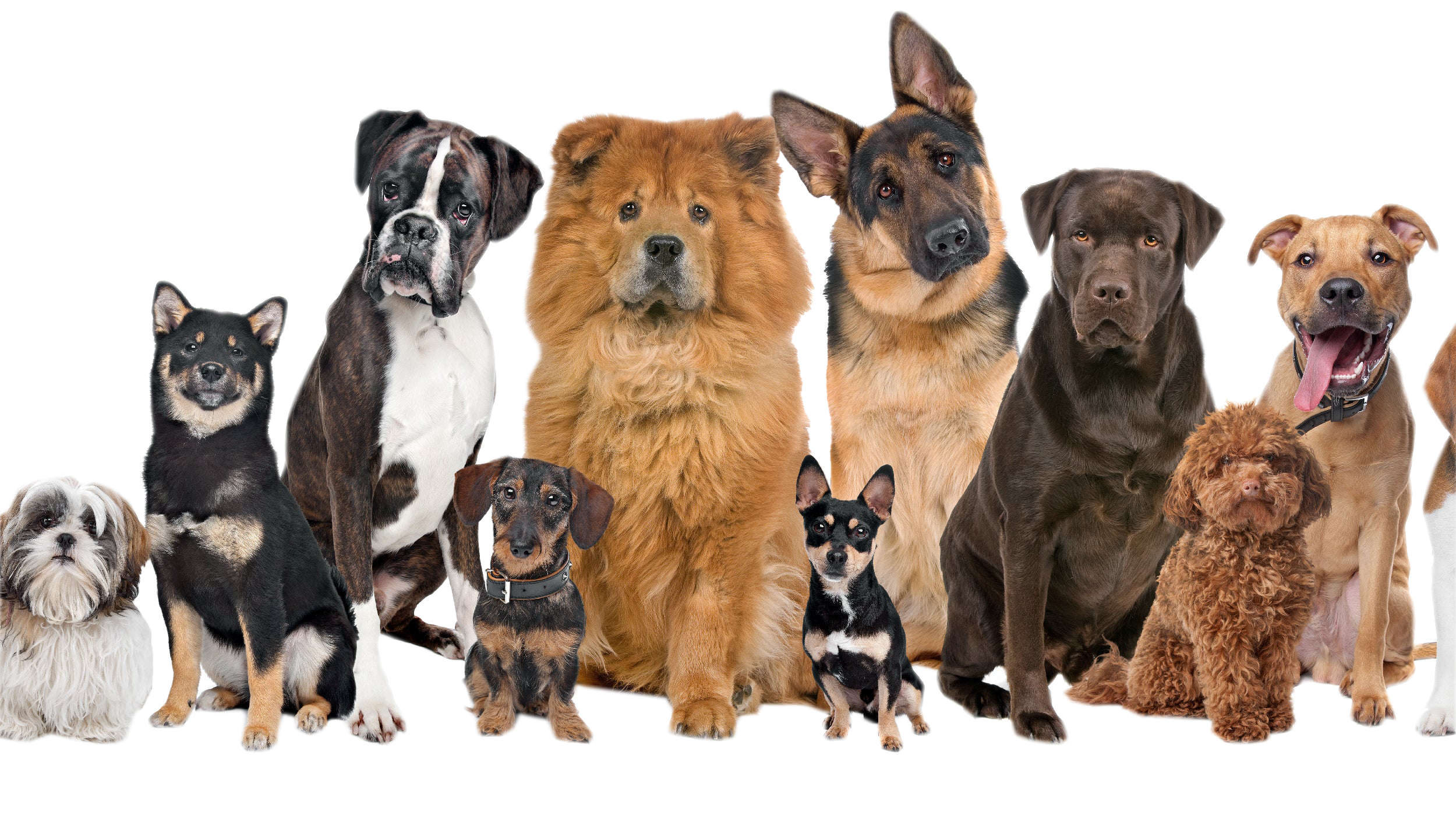 dogs